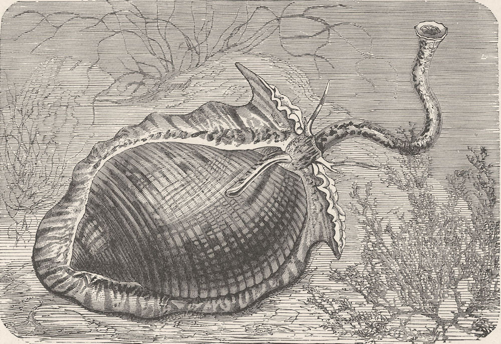 MOLLUSCS. Tun-shell, Dolium perdix 1896 old antique vintage print picture